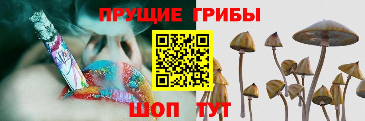 Галлюциногенные грибы Psilocybe Казань